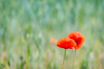 poppy flower in dutch wheatfield