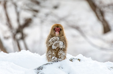 Japanese macaque is sitting on the rocks. Japan. Nagano. Jigokudani Monkey Park.