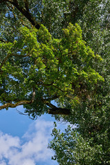 Fototapeta premium Green tree branches against a blue sky on a Sunny day . View of the top of the tree from below to the sky.