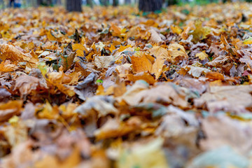 Fallen autumn leaves in the Park. Yellow leaves in autumn.