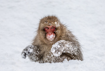 Japanese macaque sitting in the snow. Japan. Nagano. Jigokudani Monkey Park.