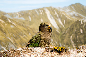 Majestic Kea parrot (only alpine parrot in the world) in New Zealand mountains (Kepler Track, New Zealand); blurred background