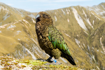 Majestic Kea parrot (only alpine parrot in the world) in New Zealand mountains (Kepler Track, New Zealand); blurred background