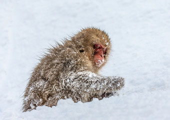 Japanese macaque sitting in the snow. Japan. Nagano. Jigokudani Monkey Park.