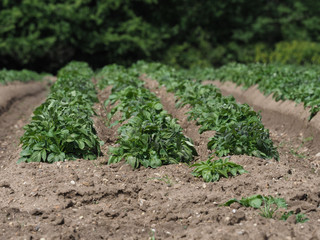 Potato Field
