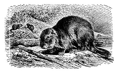 Beaver, vintage illustration. © Morphart