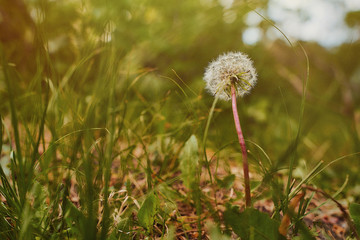 mature dandelion against the background of green solar effect