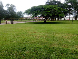 Obraz premium green grass field