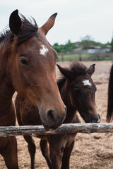 Obraz premium Mother horse and baby foal. Family of horses, farm.