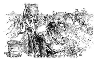 Cotton Plantation, vintage illustration. - obrazy, fototapety, plakaty