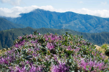 Purple rose cabbage planted on the ground with a scenic view of the mountain on the background. This type of cabbage is found in Atok Benguet flower farm in the Philippines