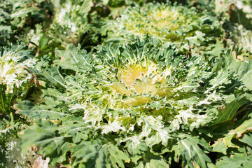 White decorative rose cabbage with green leaves