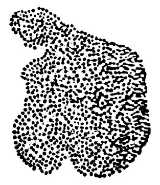 Micrococci, vintage illustration.