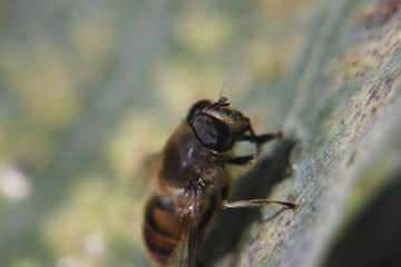 Macro shot of the flower and insect