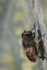 Macro shot of the flower and insect