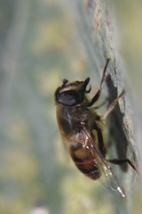 Macro shot of the flower and insect