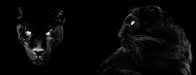 Template of black panther in B&W with black background
