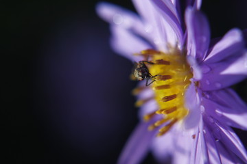Macro shot of the flower and insect