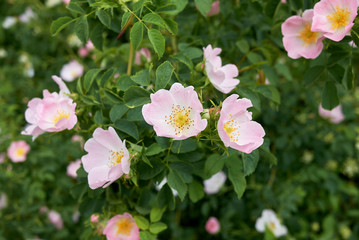 Rosa canina pink inflorescence
