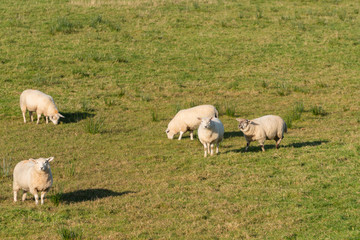 Flock of sheep in Northen Ireland