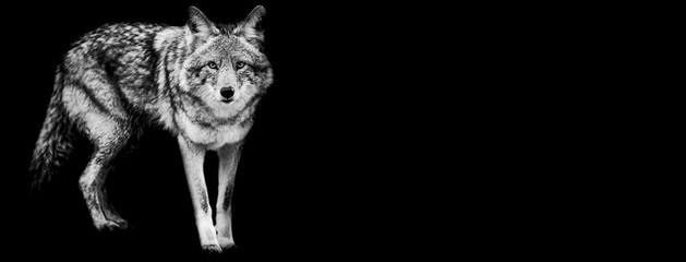 Template of coyote in B&W with black background © AB Photography