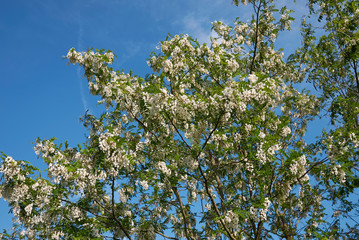 Robinia pseudoacacia