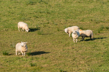 Obraz premium Group of sheep in Northen Ireland