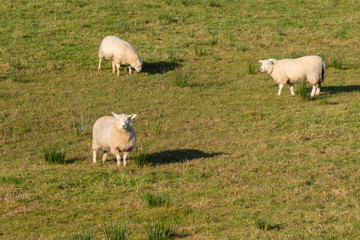 three sheep enjoying the pasture in northern ireland