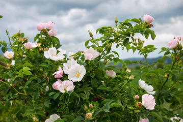 Rosa canina pink inflorescence
