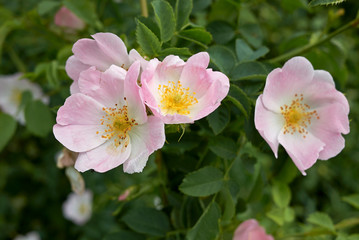 Rosa canina pink inflorescence
