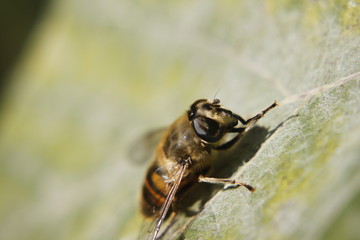 Macro shot of the flower and insect