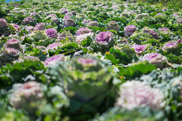 Field full of fully bloomed purple and white rose cabbage. This is a type of cabbage that is edible.