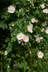 Rosa canina pink inflorescence
