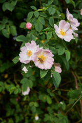 Obraz na płótnie Canvas Rosa canina pink inflorescence 