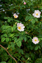 Rosa canina pink inflorescence
