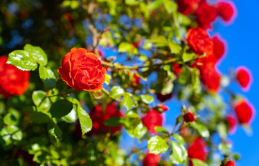 Fototapeta na wymiar Beautiful fresh roses in nature. Natural background, large inflorescence of roses on a garden bush.