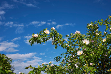 Rosa canina pink inflorescence
