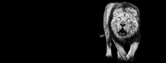 Template of Lion in B&W with black background