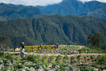 DEC. 21, 2019-ATOK BENGUET PHILIPPINES : Flower farm in Atok Benguet. This is new attraction in Luzon where one can enjoy the cold weather of the full bloom of various kinds of flowers.