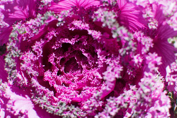Obraz premium Abstract and close up of a fully bloomed purple rose cabbage. This type of cabbage is non edible and only used for decorations