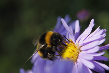 Bumblebee on the flower macro shot