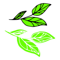 Green branch for decor of menu.