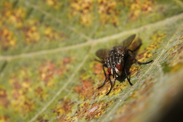 Flea macro shot - bokeh background