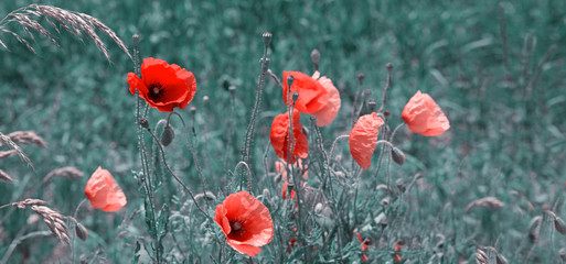 Field of red poppies in bright evening light.