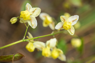 Epimedium flower in the garden