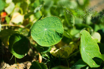 Leaf of tropaeolum majus (garden nasturtium, Indian cress, or monks cress) is a species of flowering plant in the family Tropaeolaceae. Flower and foliage.