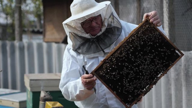 organic farm, a male beekeeper in a protective suit takes out a honeycomb with bees in an apiary during spring season