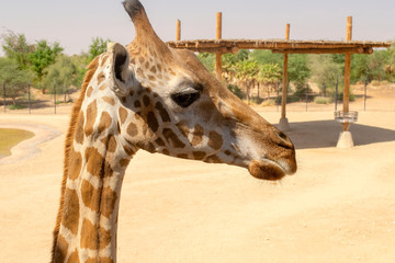 Beautiful giraffe face. African giraffe head in a zoo.