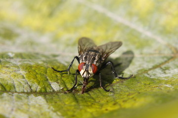 Flea macro shot - bokeh background