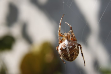 Spider on the net - macro shot